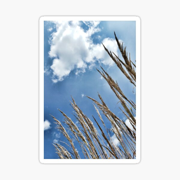 Like Wheat Reaching Up to Blue Sky Sticker