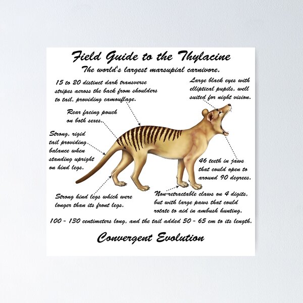 Item preview, A Field Guide to Thylacines - cursive writing designed and sold by Kestrelle.