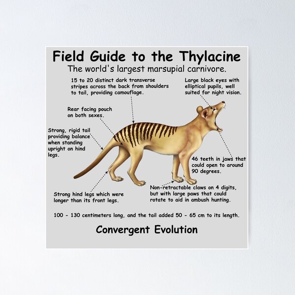 Item preview,  A Field Guide to the Thylacine - print writing designed and sold by Kestrelle.