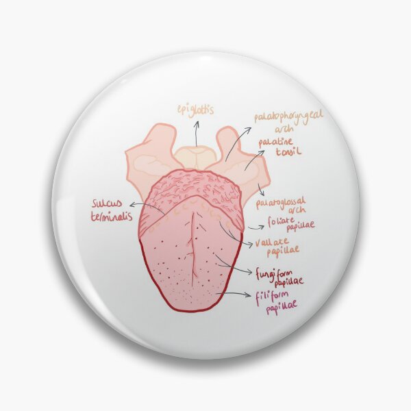 Artikelvorschau, Anatomie der Zunge entworfen und verkauft von thesmileymedic.