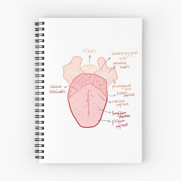 Item preview, Tongue anatomy  designed and sold by thesmileymedic.