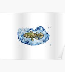 Coelacanth in a splash of watercolour Poster