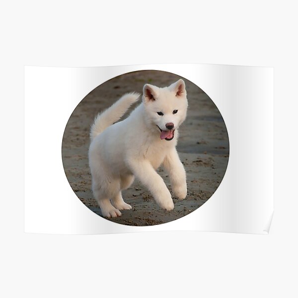 Baby Akita Inu Poster By Autrouvetout Redbubble