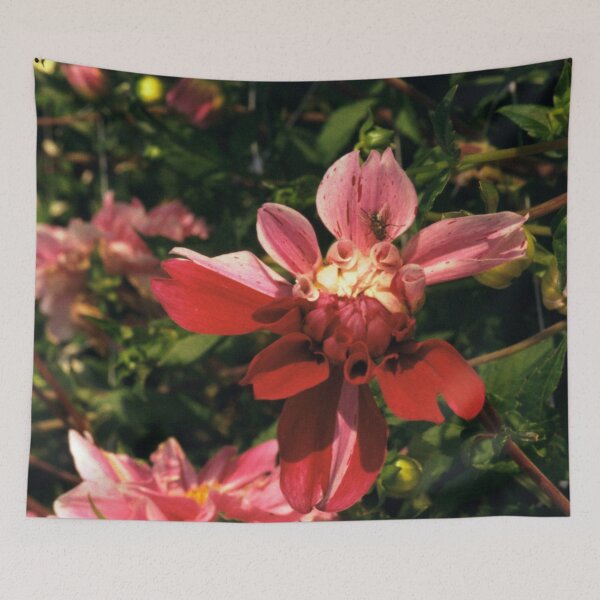 Item preview, Double Coloured Dahlia Flower designed and sold by Debjaphotography.