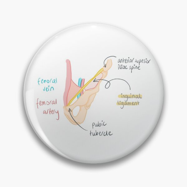 Item preview, Inguinal ligament anatomy  designed and sold by thesmileymedic.