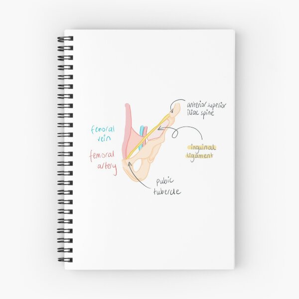 Item preview, Inguinal ligament anatomy  designed and sold by thesmileymedic.