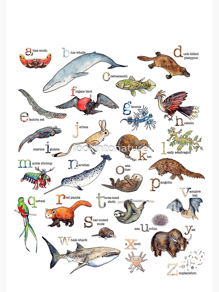 A to Z of Amazing Animals by lookintonature