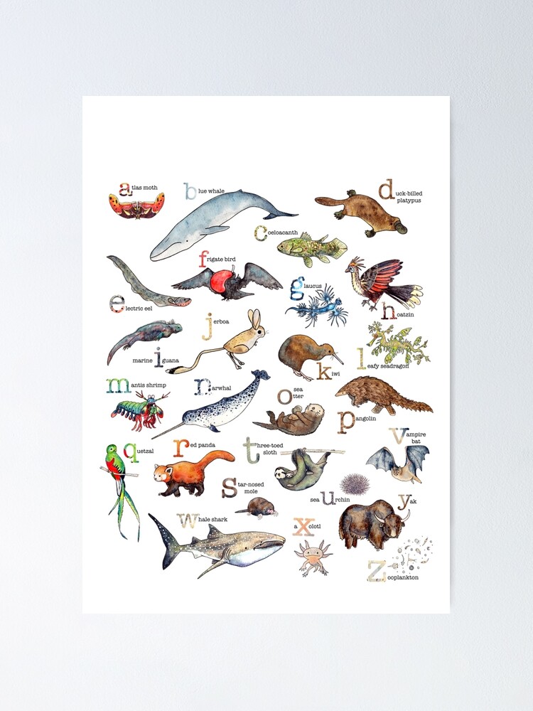 A To Z Of Amazing Animals Poster By Lookintonature Redbubble