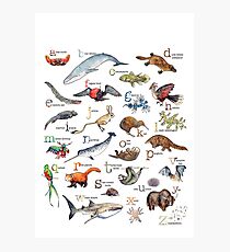 A to Z of Amazing Animals Photographic Print