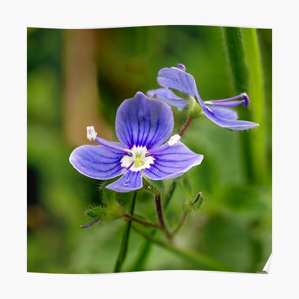 Germander Speedwell Poster