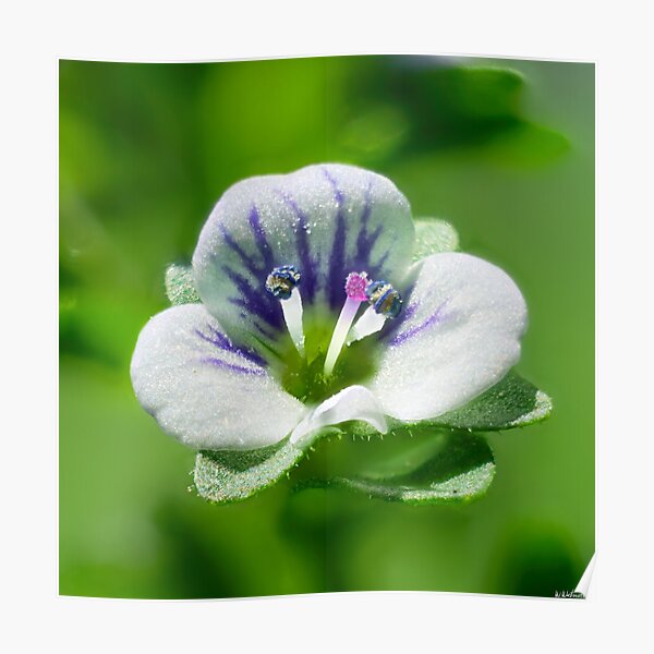 Thyme-Leaved Speedwell 02 Poster