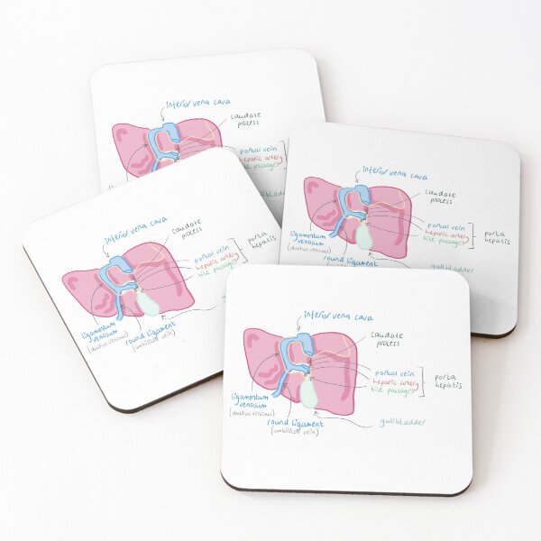 Item preview, Posterior liver anatomy designed and sold by thesmileymedic.
