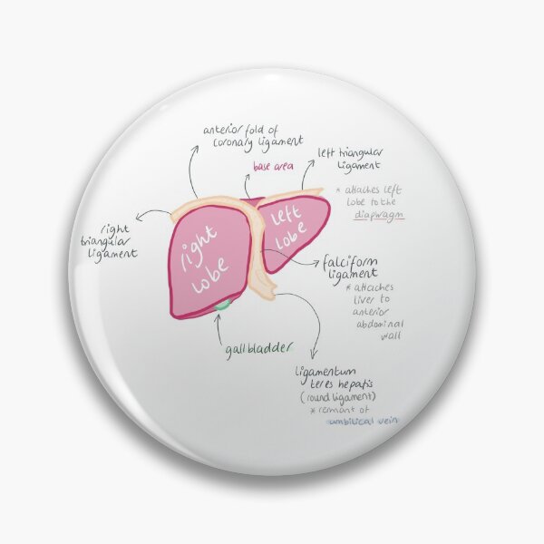 Item preview, Anatomy of the liver designed and sold by thesmileymedic.