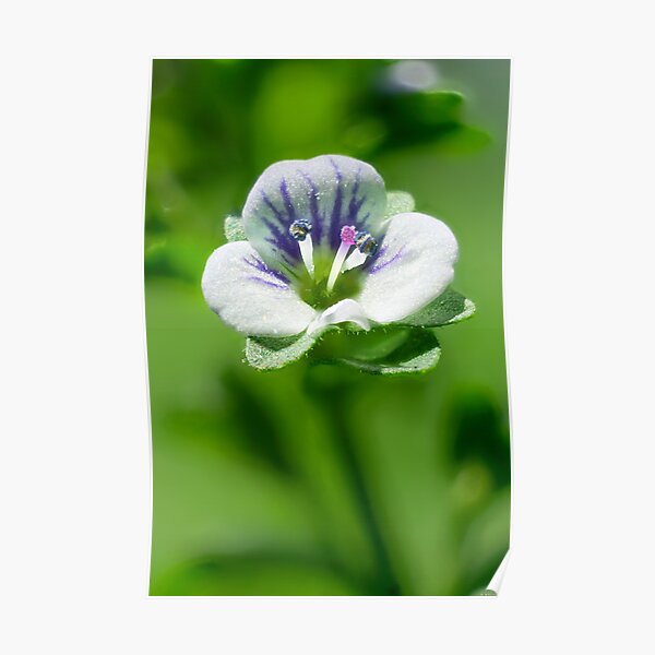 Thyme-Leaved Speedwell 01 Poster