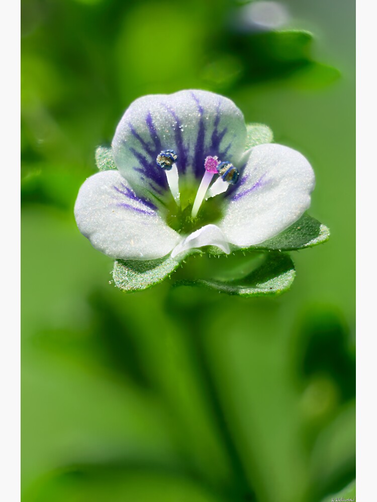 "ThymeLeaved Speedwell 01" Sticker for Sale by WWestmoreland Redbubble