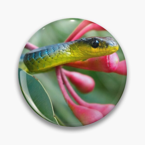 Artikelvorschau, Blaugrüne Baumschlange - Dendrelaphis punctulata entworfen und verkauft von Normf.