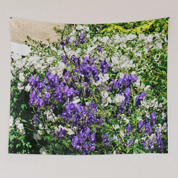 Item preview, White and purple aconite in garden designed and sold by Photopat.