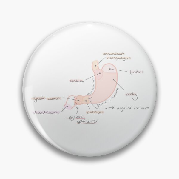 Artikelvorschau, Anatomie des Magens entworfen und verkauft von thesmileymedic.