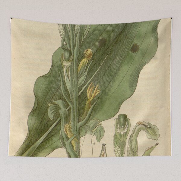 Item preview, Sarcoglottis grandiflora (as Neottia grandiflora) Curtis' 54 (N.S. 1) pl. 2730 (1827) designed and sold by EsotericBotanic.