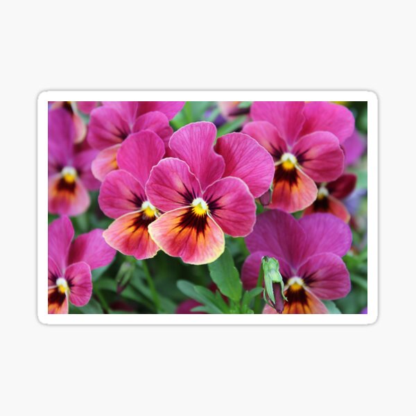 European Garden Photography - Pink Pansy Sticker