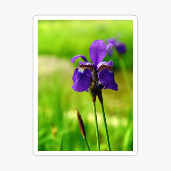 Iris Sticker
