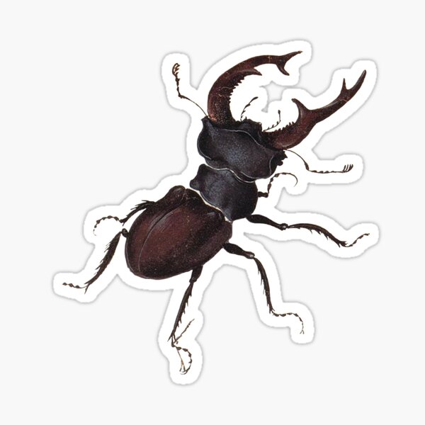 Aperçu de l'œuvre Stag Beetle par Albrecht Durer créée et vendue par Vintage Designs +.
