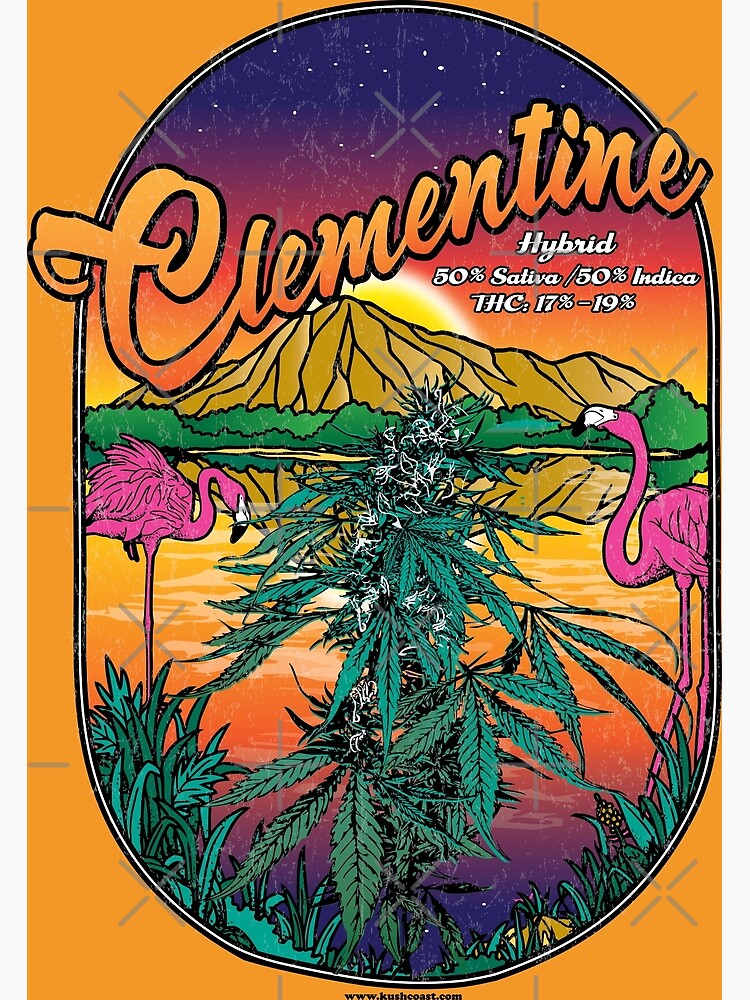 Clementine Cannabis Strain Art