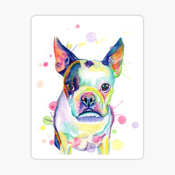 Whimsical Splashy Rainbow Boston Terrier Sticker