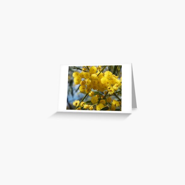 Wattle flowers 2 Greeting Card