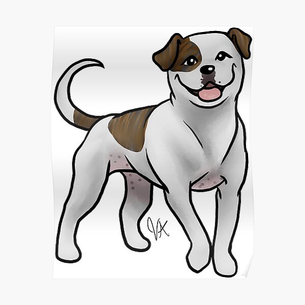 American Bulldog - White and Brindle Poster