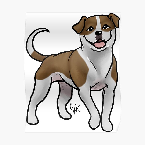American Bulldog - White and Brown Poster