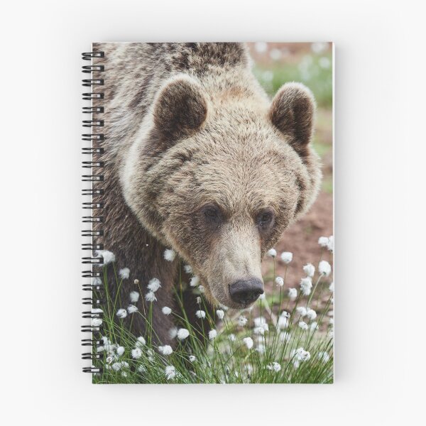 Item preview, All these beautiful grasses. Hare's-tail cottongrass and Brown bear 46 designed and sold by Jouko Lehto Photography.