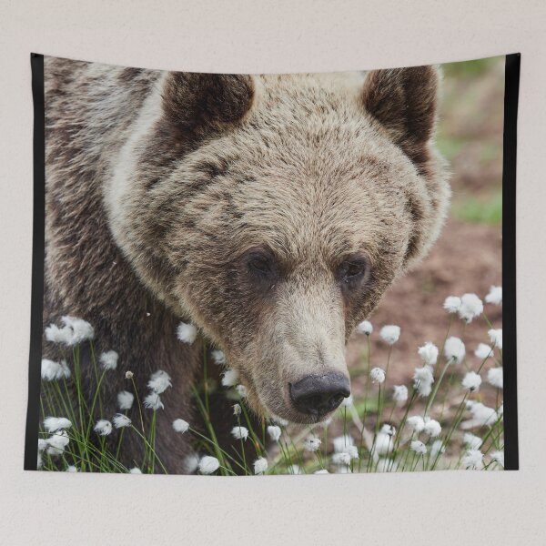 Item preview, All these beautiful grasses. Hare's-tail cottongrass and Brown bear 46 designed and sold by Jouko Lehto Photography.