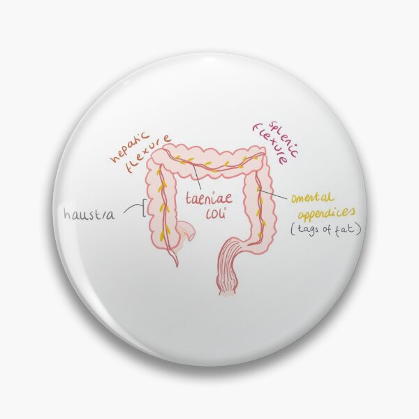 Artikelvorschau, Anatomie des Dickdarms entworfen und verkauft von thesmileymedic.