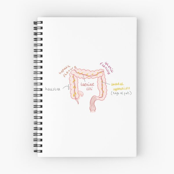 Item preview, Large intestine anatomy  designed and sold by thesmileymedic.
