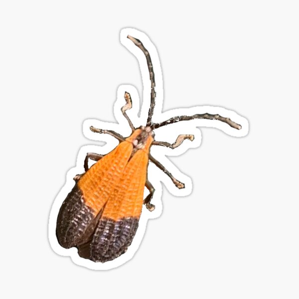 Item preview, Lacewing Beetle designed and sold by derbyisdead.