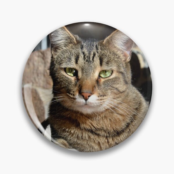 Artikelvorschau, Brown Tabby entworfen und verkauft von Lauren Galanty.
