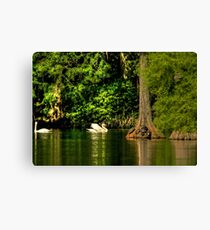 Swan Lake with a bit of HDR Tone Mapping Canvas Print