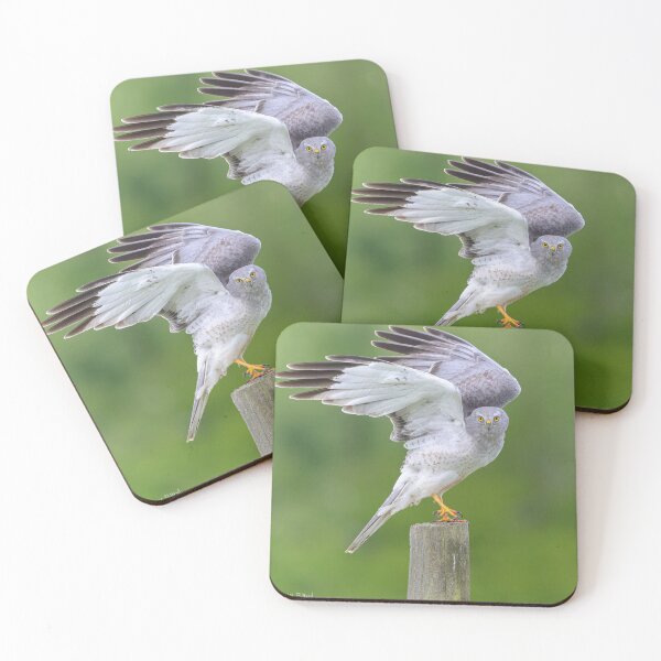 Item preview, Northern Harrier Hawk designed and sold by penra.