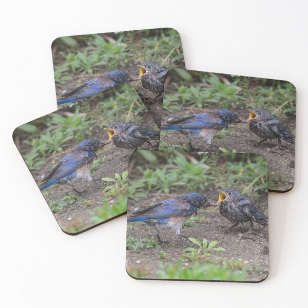 Item preview, Adult Western Bluebird Feeding Fledging  designed and sold by CarolM.