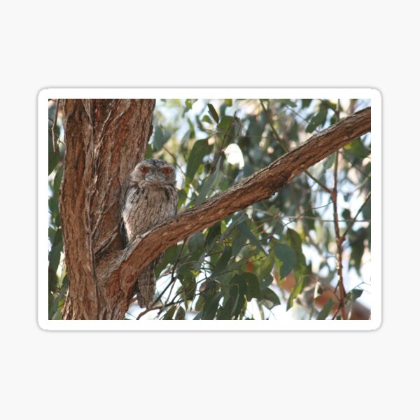 Tawny Frogmouth Staring Sticker
