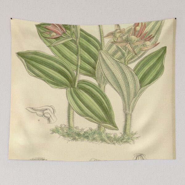 Item preview, Cypripedium fasciculatum designed and sold by EsotericBotanic.