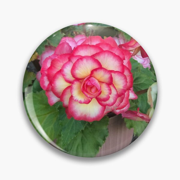 Item preview, Begonia be amazing designed and sold by Cooking1better.
