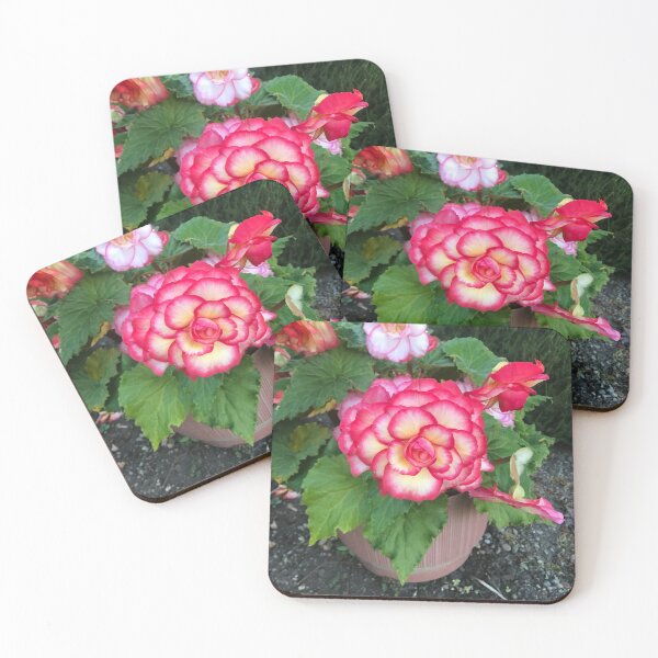Item preview, Begonia be amazing designed and sold by Cooking1better.