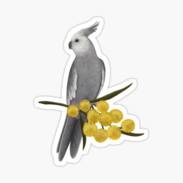 Gray Cockatiel Sticker – Lil Monsters Bird Toys