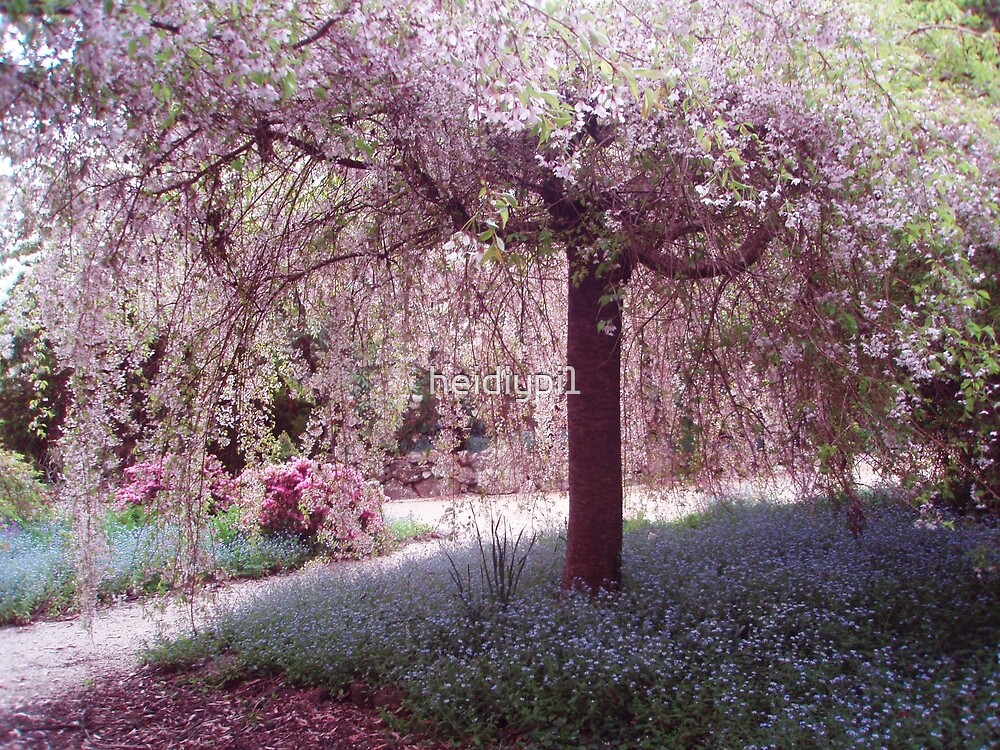 "Weeping Cherry Blossom Yengo Mt Wilson" by heidiypi1 | Redbubble