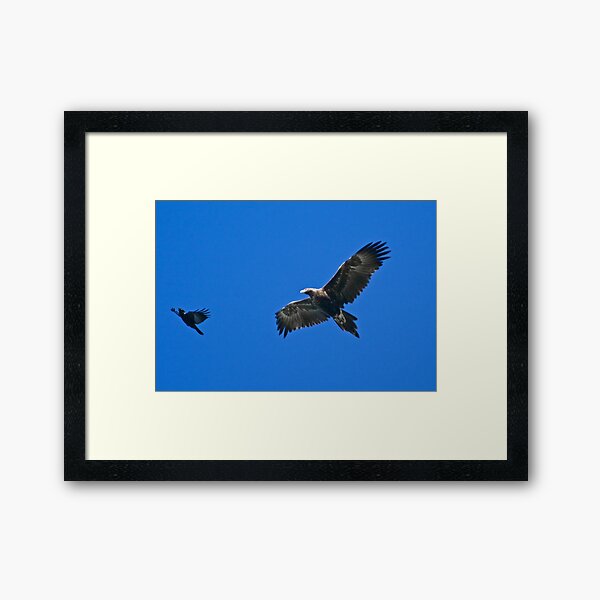 RAPTOR ~ Wedge-tailed Eagle VESRVYS7, Forest Raven, by David Irwin Framed Art Print