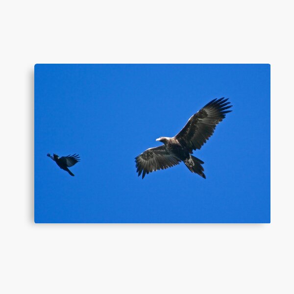RAPTOR ~ Wedge-tailed Eagle VESRVYS7, Forest Raven, by David Irwin Canvas Print
