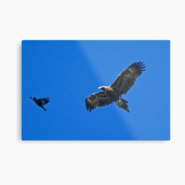 RAPTOR ~ Wedge-tailed Eagle VESRVYS7, Forest Raven, by David Irwin Metal Print