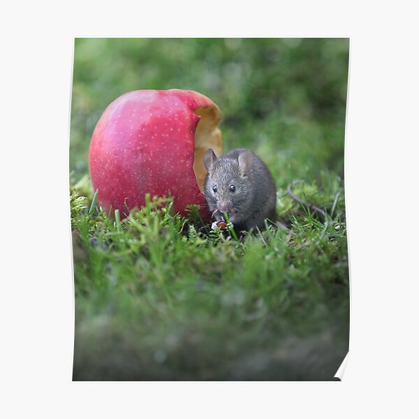 "Mouse eating apple funny, cute wildlife photography" Poster for Sale